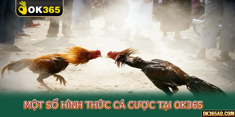 Một số hình thức cá cược tại ok365